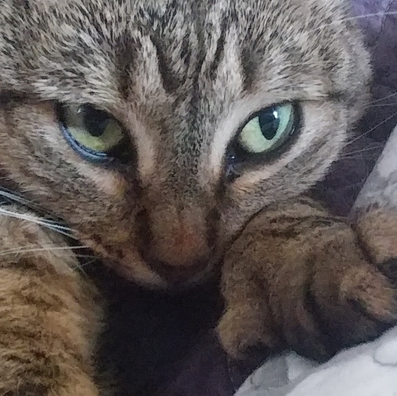 My Fur Babies!!! - Picture 3 of 8